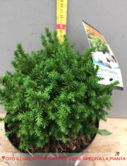 CRYPTOMERIA JAPONICA VILMORINIANA VASO 19CM