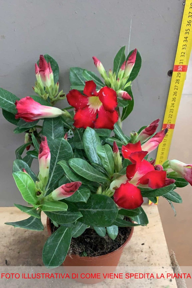 ADENIUM ROSSO O ROSA DEL DESERTO VASO 14CM