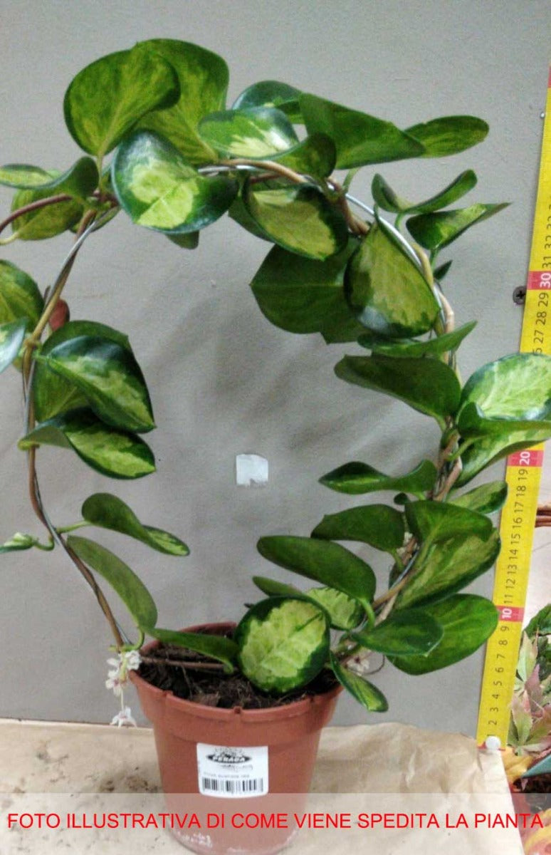 HOYA AUSTRALIS LISA FIORE DI CERA VASO 12CM