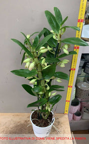 ORCHIDEA DENDROBIUM FUCSIA O BIANCA ASSORTITA IN VASO 12CM