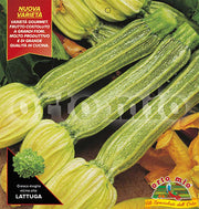 3 PIANTE IN VASO Ø10CM DI ZUCCHINO ROMANESCO