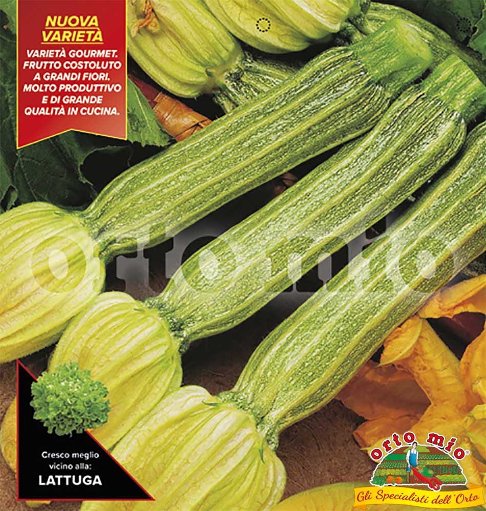 3 PIANTE IN VASO Ø10CM DI ZUCCHINO ROMANESCO