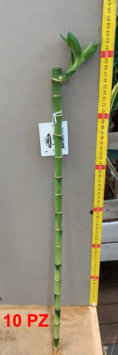 OFFERTA 10 LUCKY BAMBOO 55CM (BAMBÙ DELLA FORTUNA)