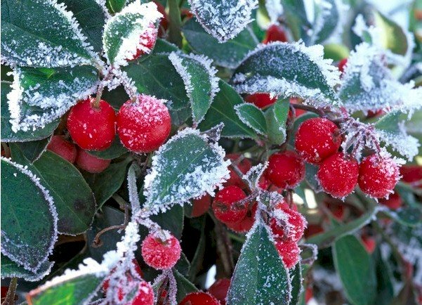 GAULTHERIA PROCUMBENS TE' DEL CANADA VASO 11CM