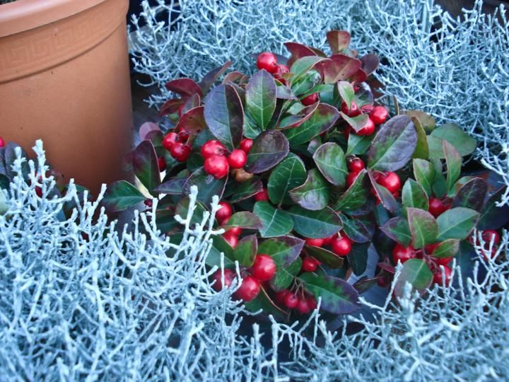 GAULTHERIA PROCUMBENS TE' DEL CANADA VASO 11CM