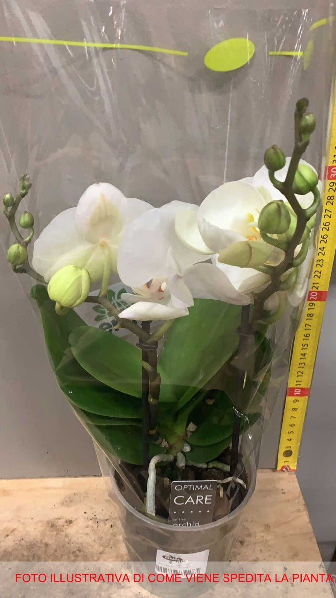 ORCHIDEA PHALAENOPSIS BLONDY BIANCA VASO 12CM