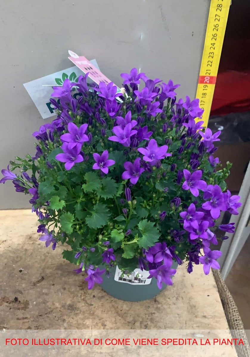 CAMPANULA ADDENDA INTENSE PURPLE VASO 15CM