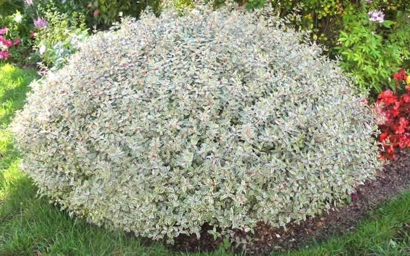 ABELIA GRANDIFLORA CONFETTI VASO 18CM