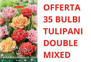 OFFERTA 35 BULBI DI TULIPANO DOUBLE FRINGED MIXED