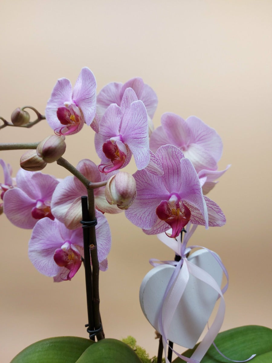 ORCHIDEA PHALAENOPSIS TABLO VASO 12CM COLORE ASSORTITO