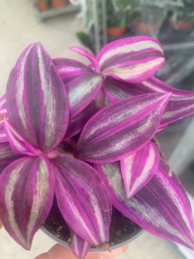 PIANTA TRADES.PINK PARADISE, VASO 14CM