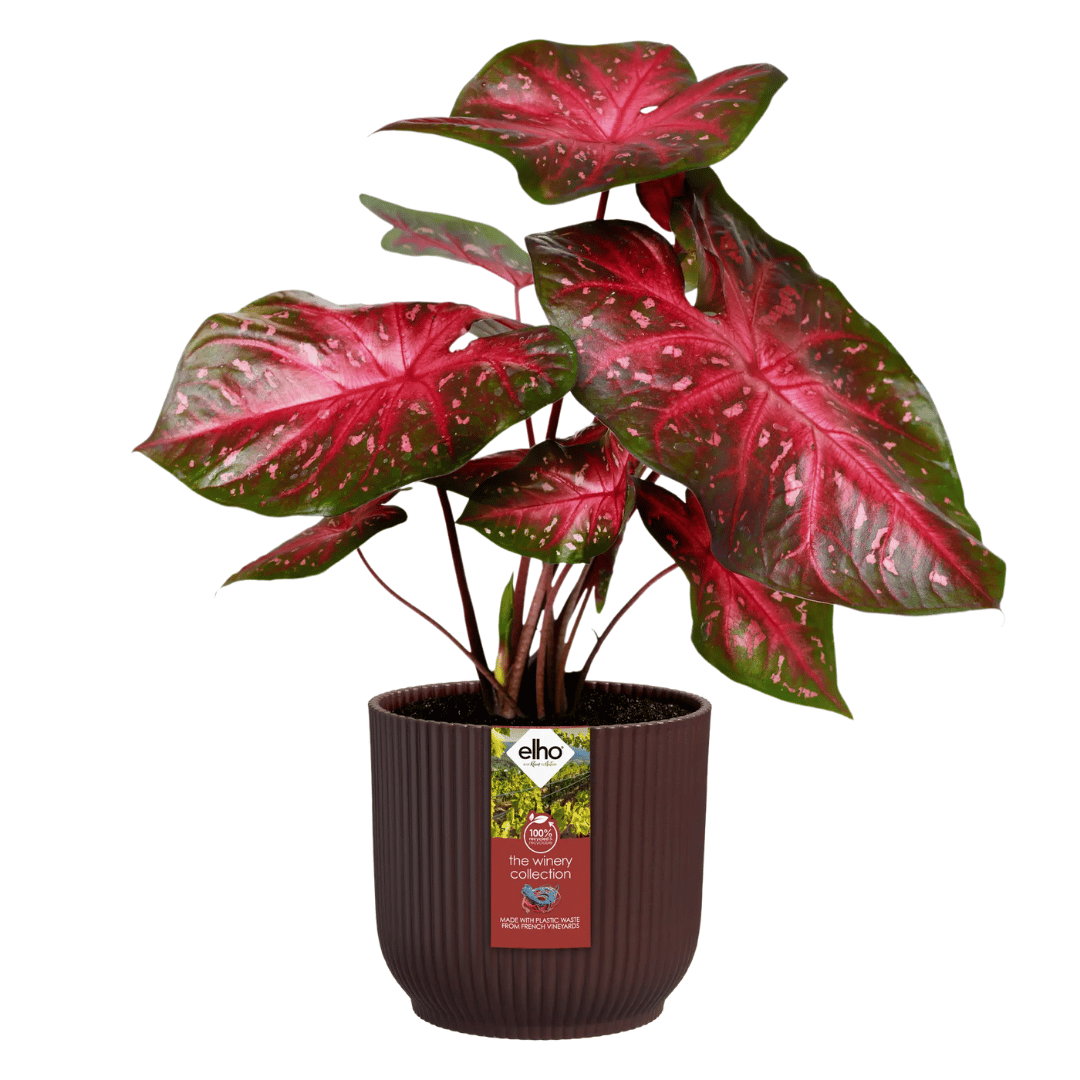 VASO THE WINERY COLLECTION 16CM ROSSO BORDEAUX