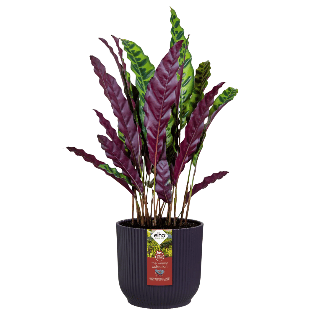 VASO THE WINERY COLLECTION 22CM PORPORA SCURO