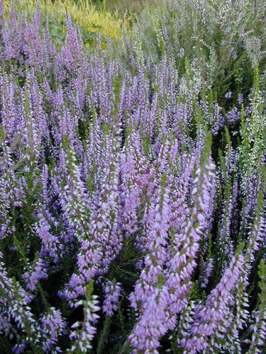 OFFERTA 3 PIANTE DI CALLUNA ERICA VIOLA VASO 12CM