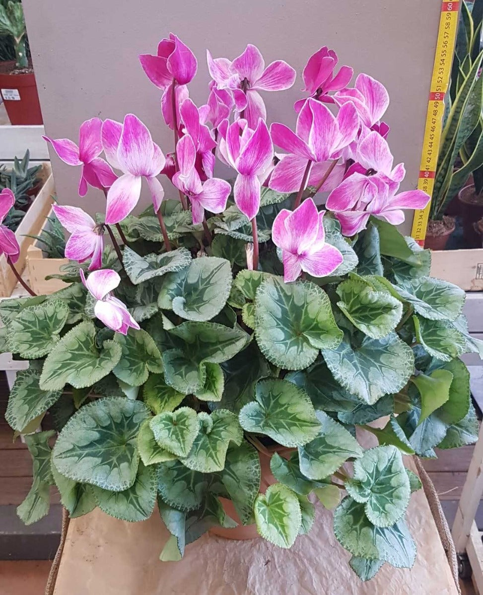 CICLAMINO ROSA O ROSSO VASO 25CM