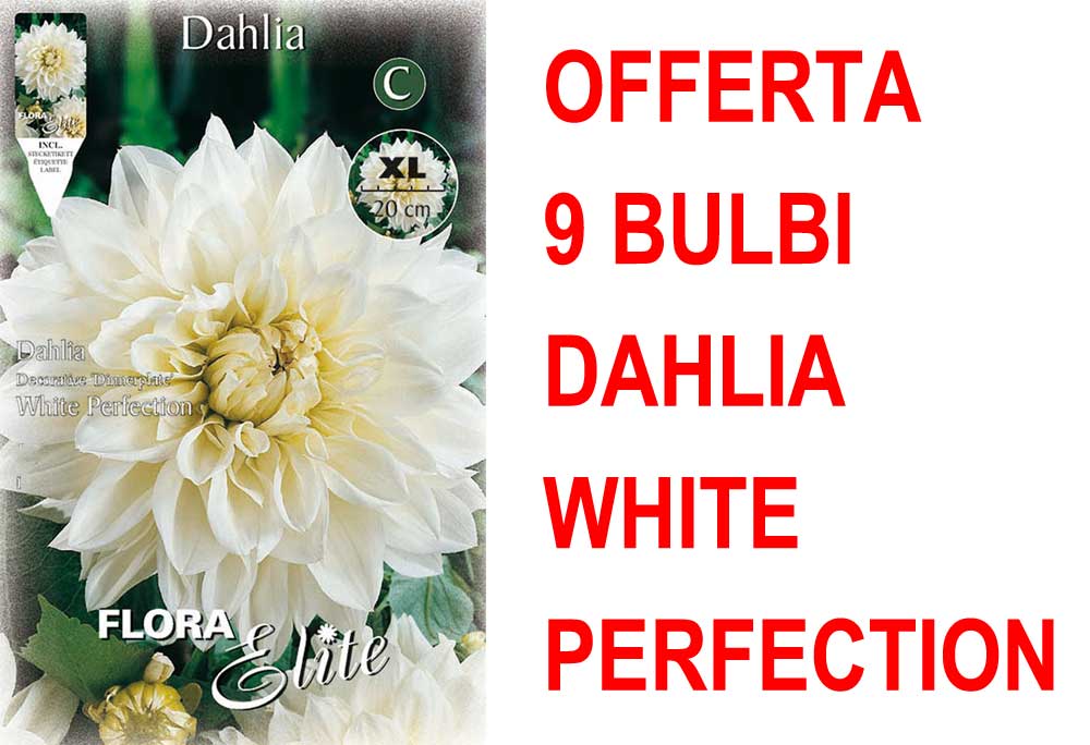 OFFERTA 9 BULBI DAHLIA DINNERPLATE WHITE PERFECTION XL