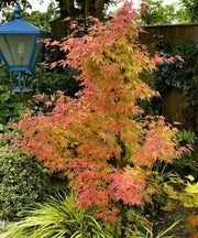 ACERO PALMATUM ORANGE DREAM IN VASO 19CM