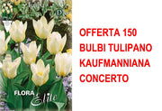 OFFERTA 150 BULBI TULIPANO KAUFMANNIANA CONCERTO