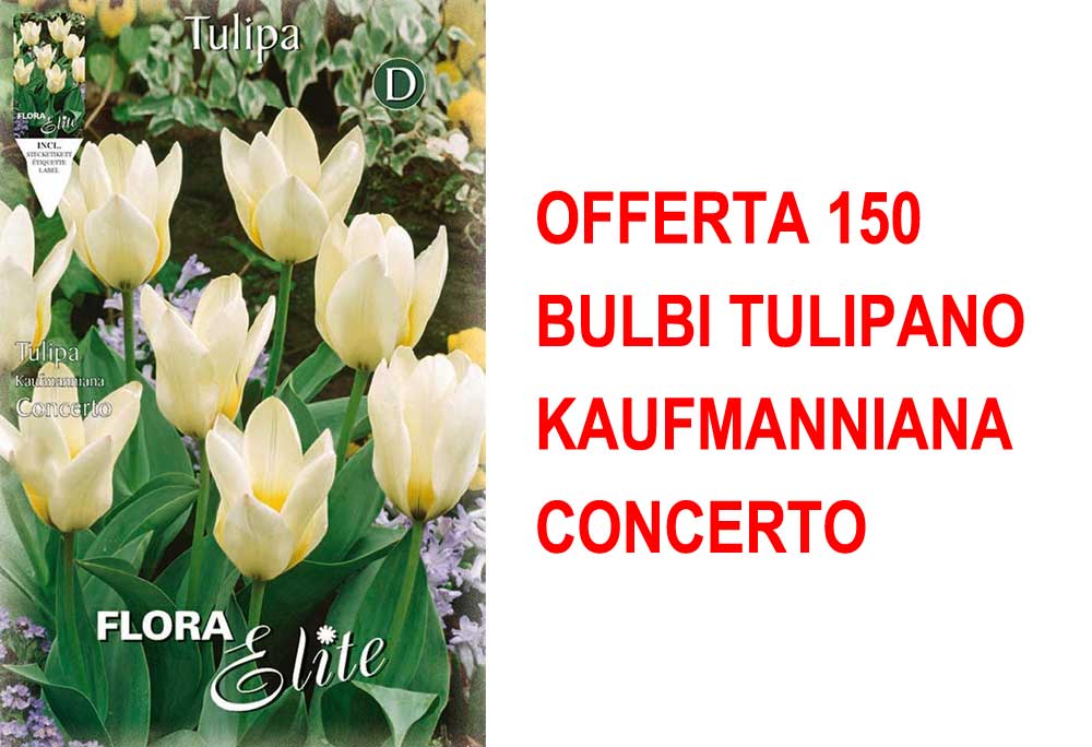 OFFERTA 150 BULBI TULIPANO KAUFMANNIANA CONCERTO