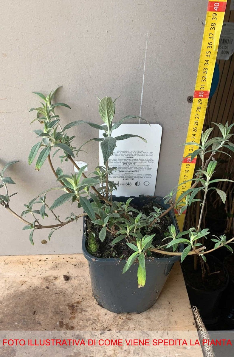 BUDDLEJA ROYAL RED VASO DA 17CM