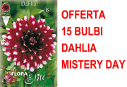 OFFERTA 15 BULBI BULBI DAHLIA DECORATIVE MISTERY DAY