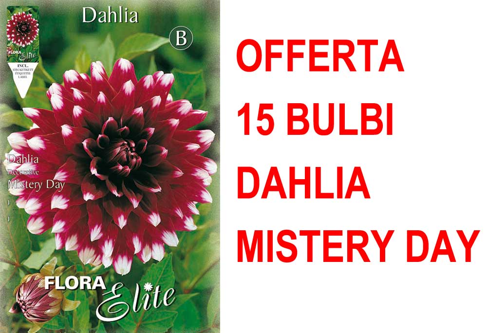 OFFERTA 15 BULBI BULBI DAHLIA DECORATIVE MISTERY DAY