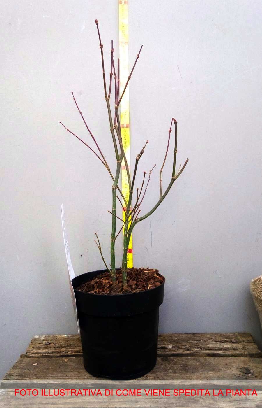 ACERO PALMATUM EMERALD LACE IN VASO 19CM