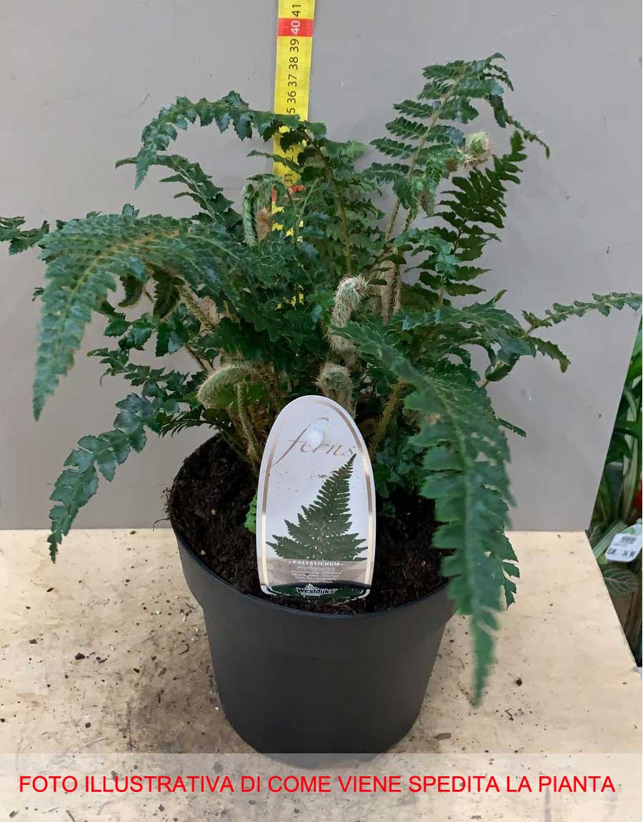 FELCE POLYSTICHUM POLYBLEPHARUM VASO 10.5CM