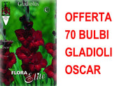 OFFERTA 70 BULBI GLADIOLI A FIORI GRANDI OSCAR
