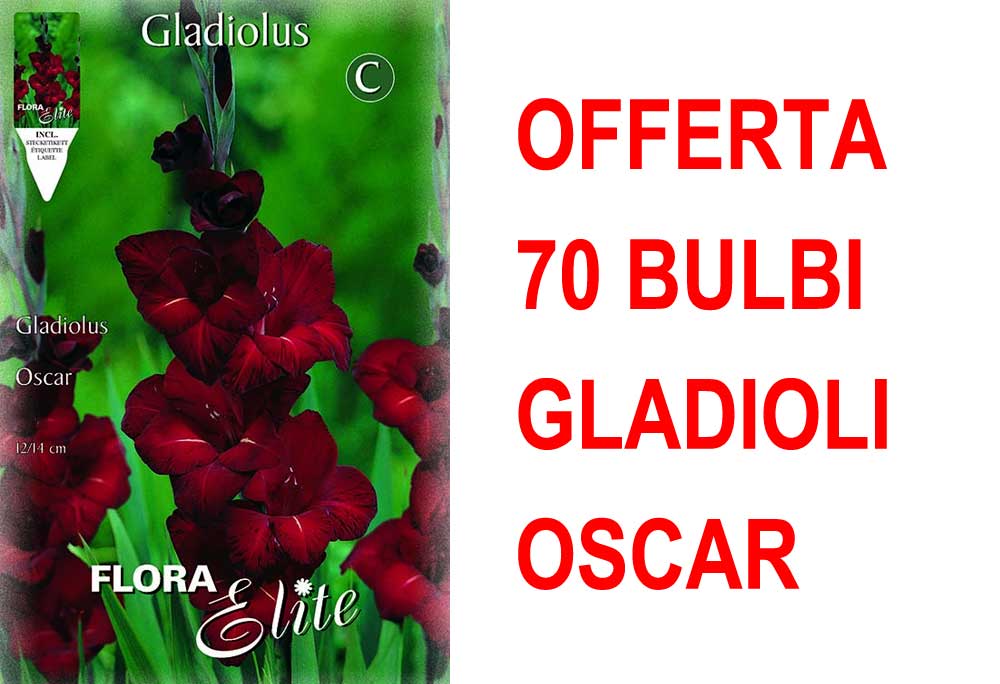 OFFERTA 70 BULBI GLADIOLI A FIORI GRANDI OSCAR