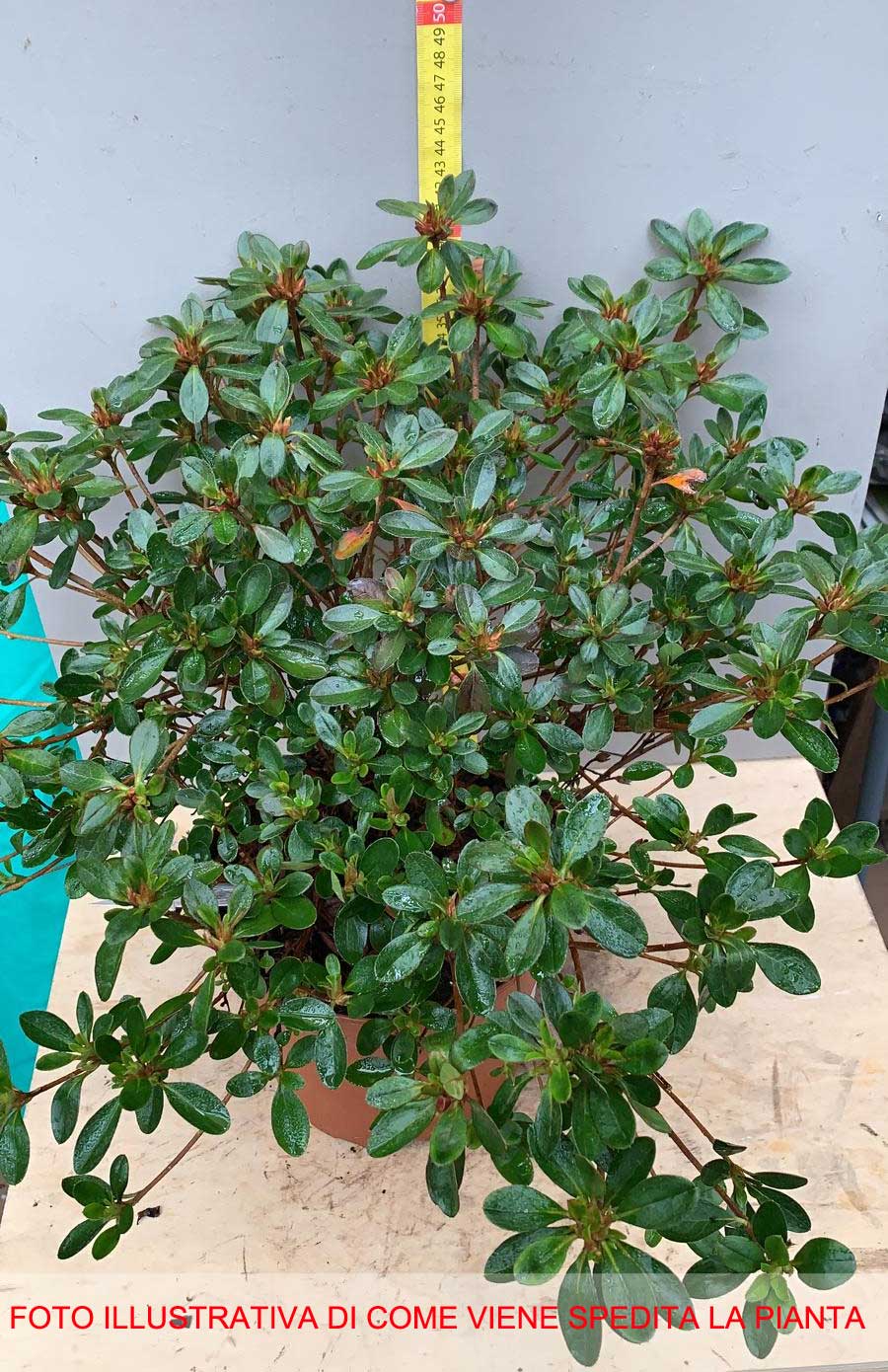 AZALEA JAPONICA RUSTICA BLAAUW'S ROSA VASO 23CM