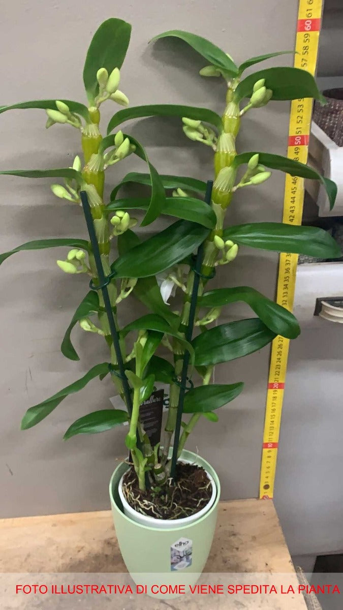 ORCHIDEA DENDROBIUM BIANCA O FUCSIA IN VASO 12CM