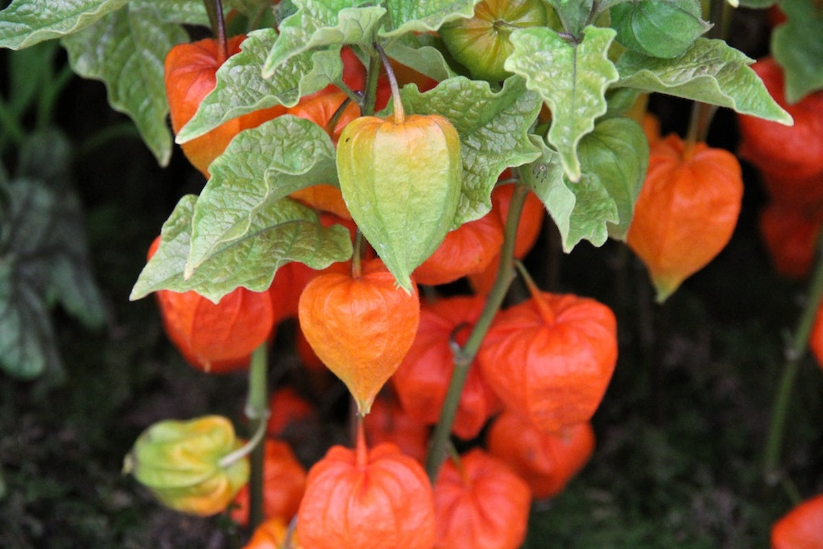 PHYSALIS ALKEKENGI CHINESE LANTERN VASO 13CM