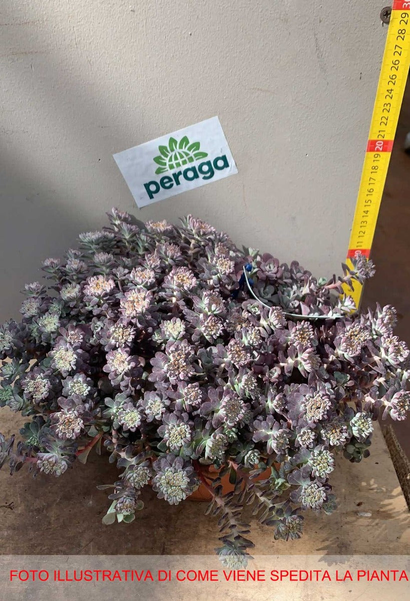 SEDUM PURPUREUM  VASO 21CM
