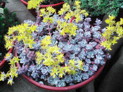 SEDUM PURPUREUM  VASO 21CM