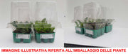 6 PIANTE IN PACK CAVOLO VERZA SCURO PRECOCE