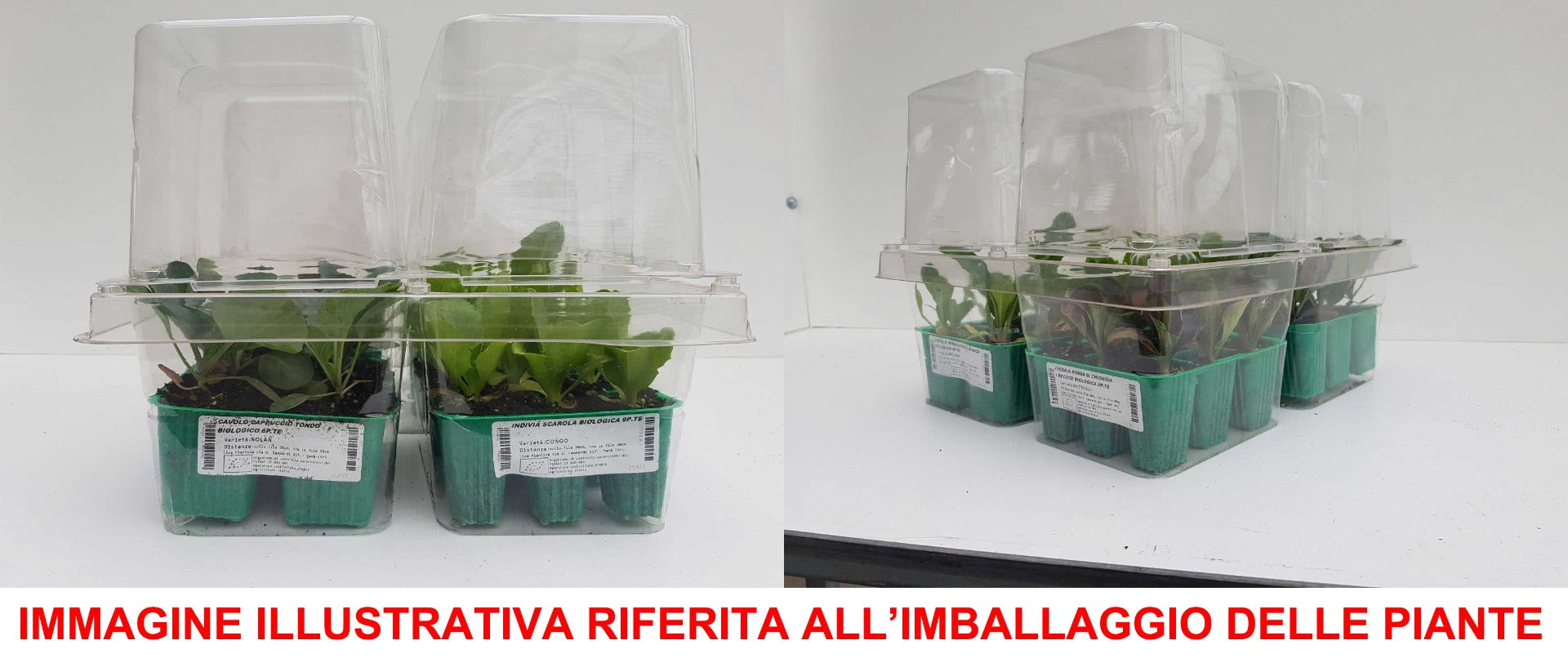 6 PIANTE IN PACK CAVOLO VERZA SCURO PRECOCE
