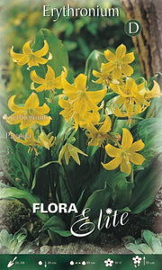 Bulbi da Fiore Erythronium Pagoda 3 Bulbi - immagine 1