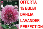 OFFERTA 15 BULBI DAHLIA DINNERPLATE LAVENDER PERFECTION XL
