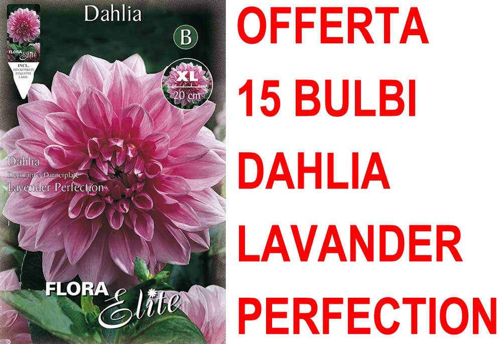 OFFERTA 15 BULBI DAHLIA DINNERPLATE LAVENDER PERFECTION XL