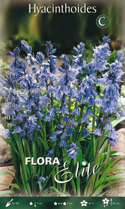 Bulbi di Giacinto dei boschi spagnolo blu 10 Bulbi - immagine 1