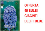 OFFERTA 45 BULBI GIACINTO DELFT'S BLAUW