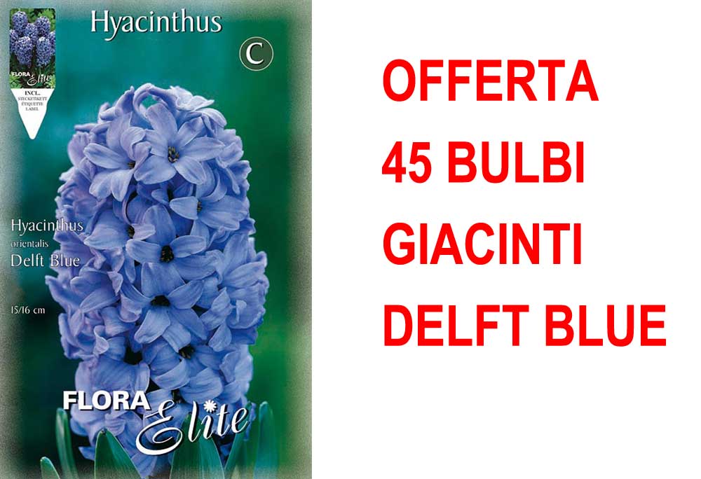 OFFERTA 45 BULBI GIACINTO DELFT'S BLAUW