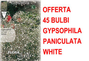 OFFERTA 45 BULBI DI GYPSOPHYLA PANICULATA BIANCA