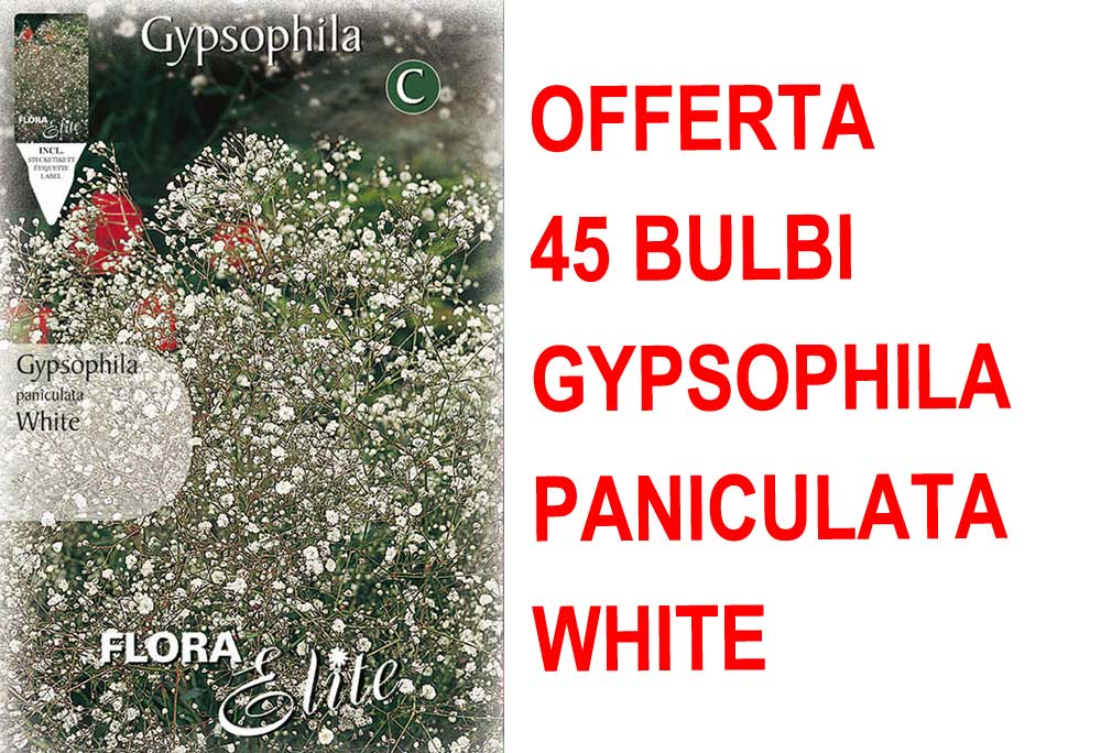 OFFERTA 45 BULBI DI GYPSOPHYLA PANICULATA BIANCA