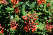 LONICERA CAPRIFOGLIO DROPMORE SCARLET VASO 17CM