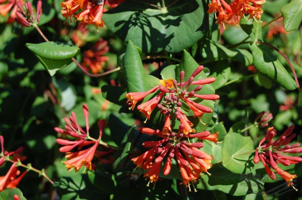 LONICERA CAPRIFOGLIO DROPMORE SCARLET VASO 18CM