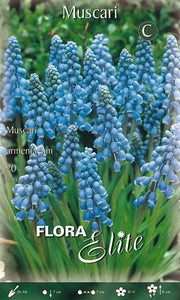 Bulbi di Muscari Armeniacum 20 Bulbi - immagine 1