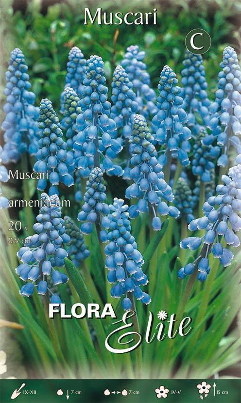 Bulbi di Muscari Armeniacum 20 Bulbi - immagine 1