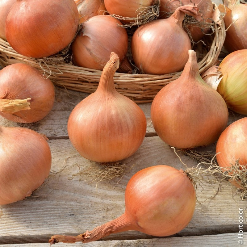 CIPOLLA STURON DA INTERRARE 50 BULBI